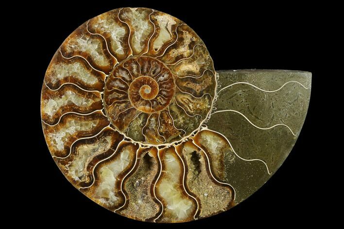 Agatized Ammonite Fossil (Half) - Madagascar #135240